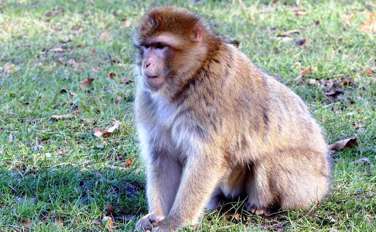macaque berbère, singe, barbary
