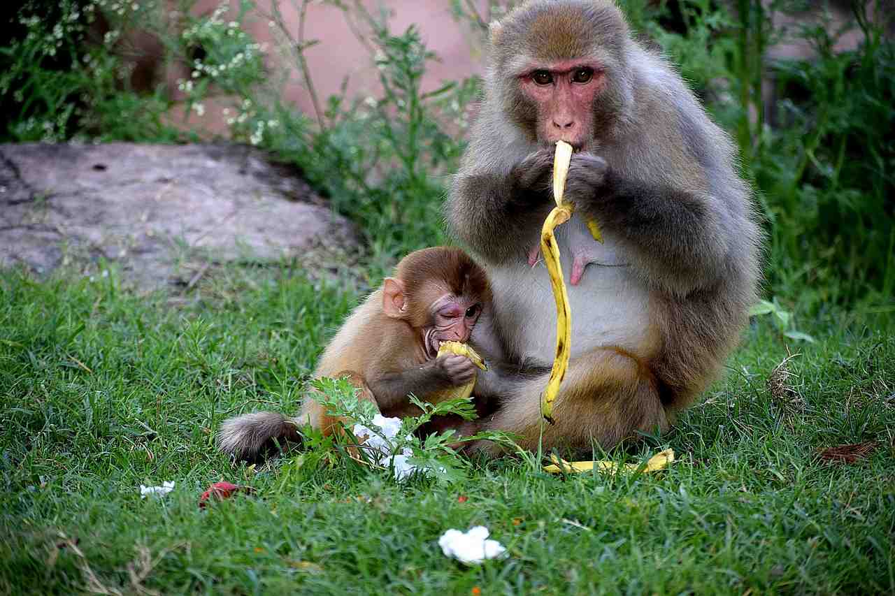 singe, bébé, des animaux