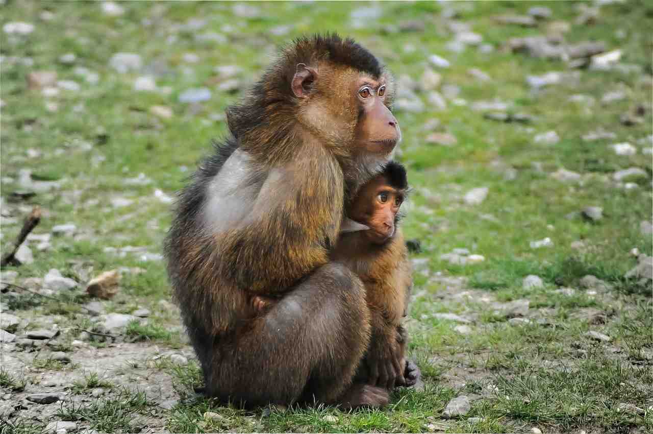 barbary ape, singe, macaque berbère
